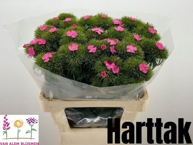 <h4>DI BARB S WILL PINK</h4>