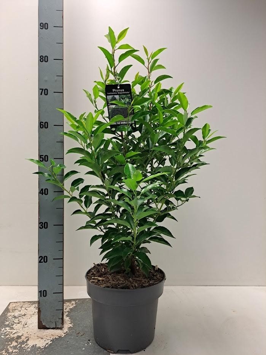 <h4>Prunus lus. 'Angustifolia' C5</h4>
