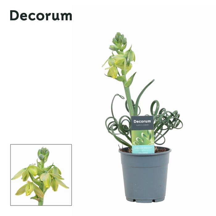 <h4>Albuca Spiralis Frizzle Sizzle (Decorum)</h4>