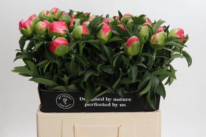 <h4>Paeonia Coral Sunset Xxl</h4>