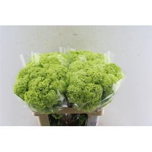 Viburnum Roseum 60cm 4 Bal