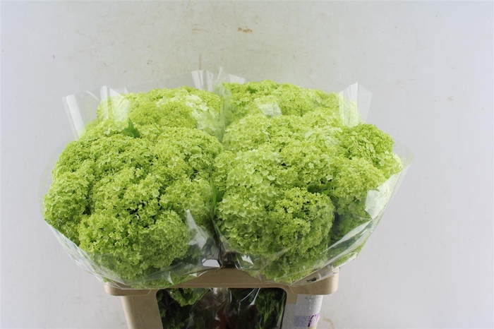 <h4>Viburnum Roseum 60cm 4 Bal</h4>