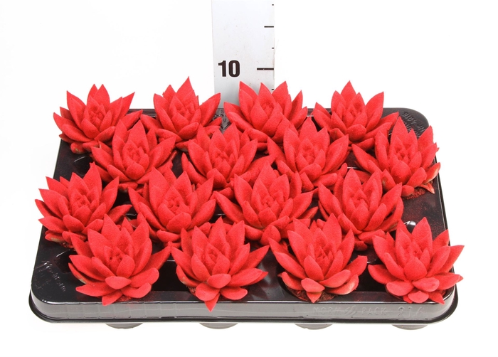 <h4>Echeveria  'Miranda'</h4>