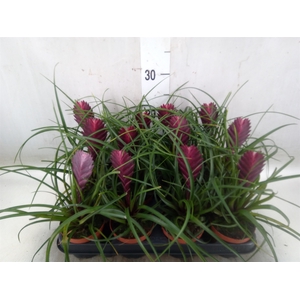 Tillandsia cyanea