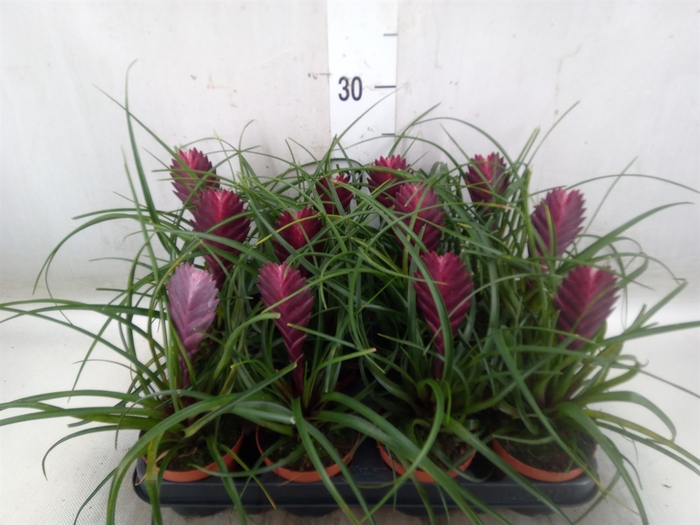 <h4>Tillandsia cyanea</h4>