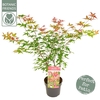 Acer palmatum Beni-maiko