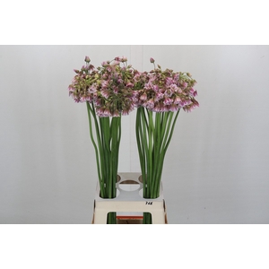 Allium Rosy Bells