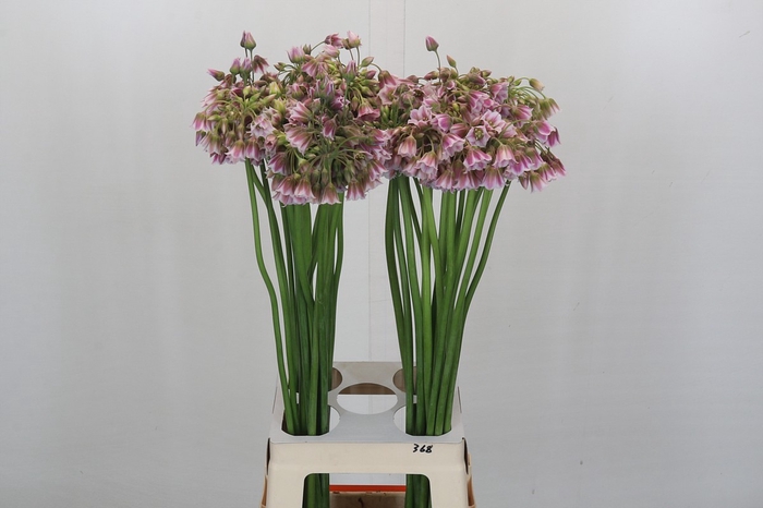 <h4>Allium Rosy Bells</h4>