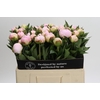 Paeonia Florence Nicholls