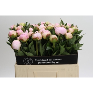 Paeonia Florence Nicholls
