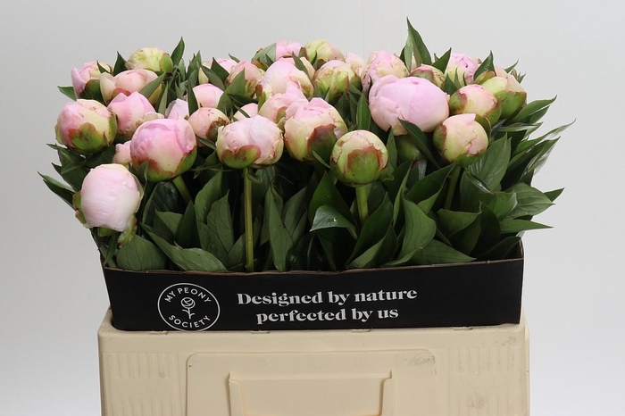 <h4>Paeonia Florence Nicholls</h4>