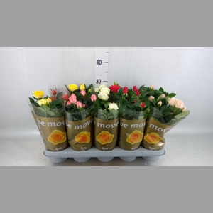 Rosa  'Beau Monde'   ...mix