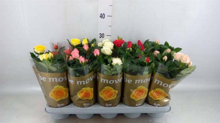 <h4>Rosa  'Beau Monde'   ...mix</h4>