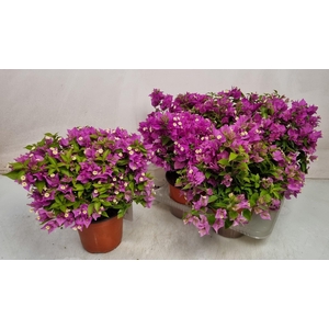 BOUGAINV ELISABETH
