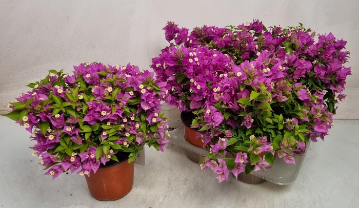 <h4>BOUGAINV ELISABETH</h4>