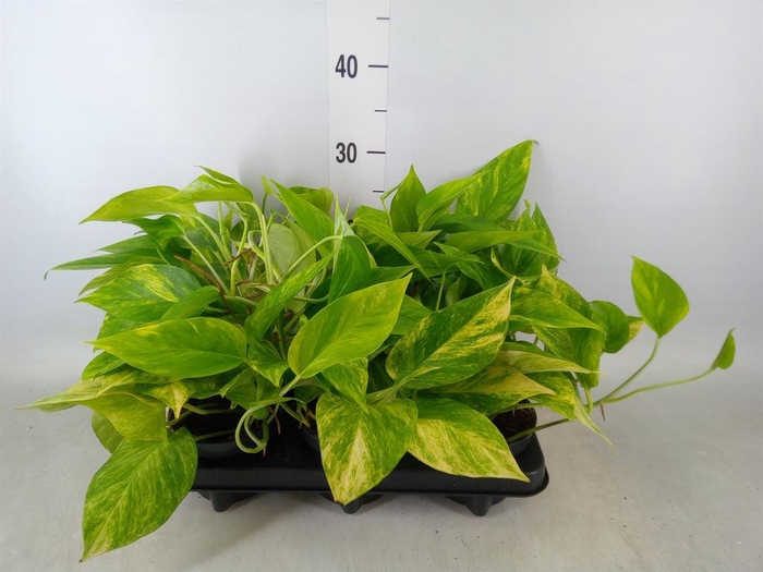 <h4>Epipremnum pinn. 'Hicolor'</h4>