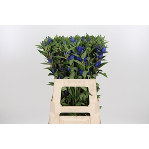 Genti Just Blue