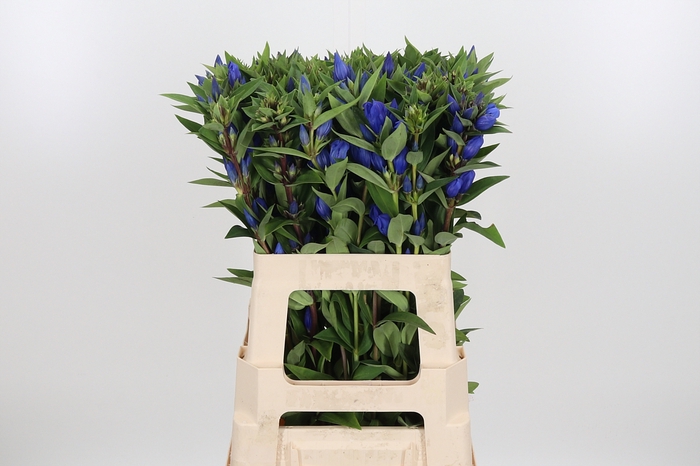 <h4>Genti Just Blue</h4>