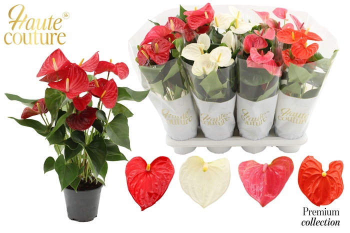 <h4>Anthurium 14 cm 4 color mix in Haute Couture sleeve</h4>
