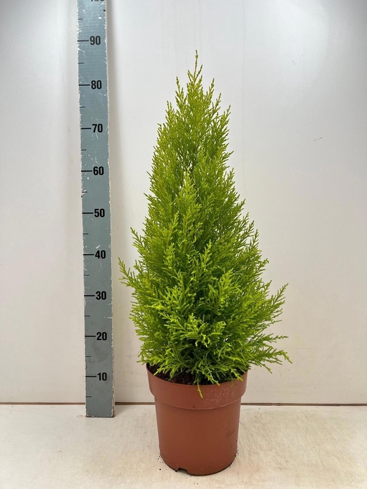 <h4>CUPR MA GOLDC WILMA</h4>