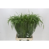 Panicum Fountain