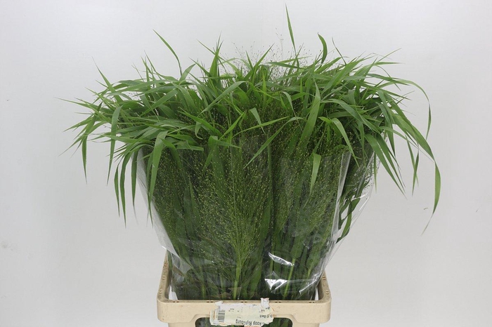 <h4>Panicum Fountain</h4>