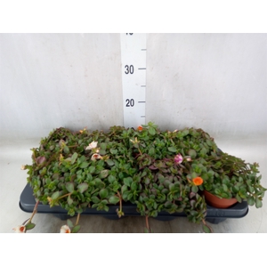 Portulaca   ...mix