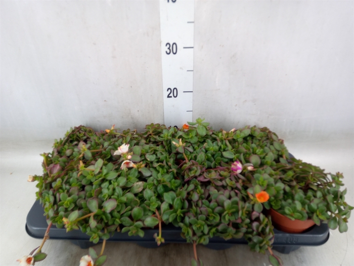 <h4>Portulaca   ...mix</h4>