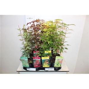 ** Acer Palmatum Mix * Spring Deal *