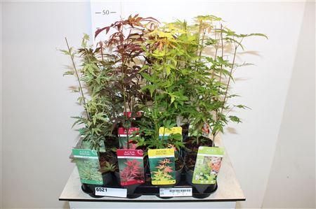 <h4>** Acer Palmatum Mix * Spring Deal *</h4>