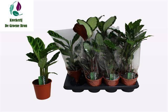 arr8 Calat Gem 3 Srt