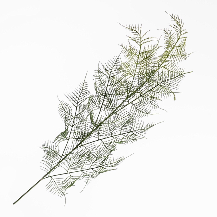 Asparagus Spray Green LV330123GRN