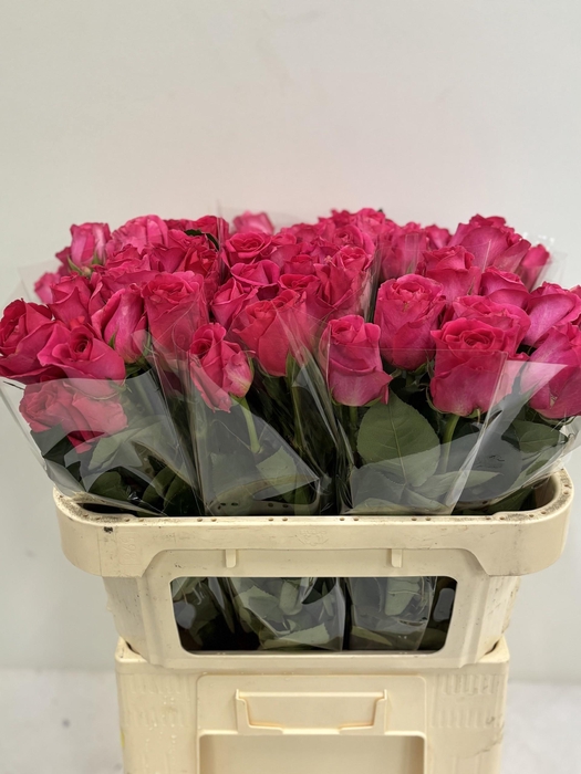 <h4>R GR PINK FLOYD!</h4>