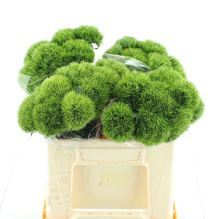 <h4>Di Barb Kiwi Mellow Extra</h4>