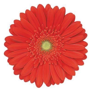 Gerbera Red Explosion Water X40 Lang