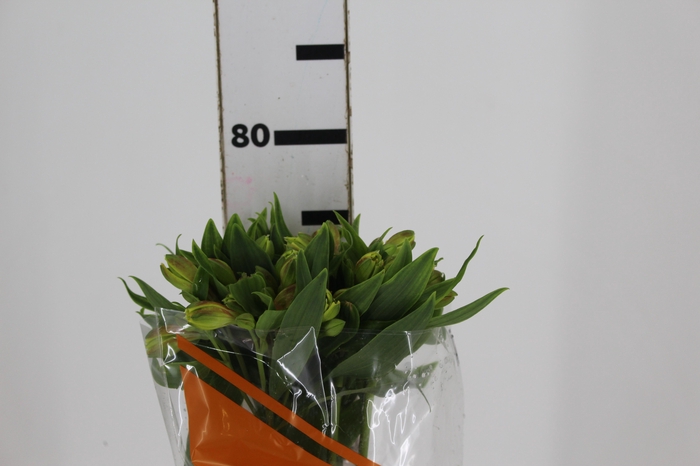 <h4>ALSTROEMERIA FLORIDA 080 CM</h4>