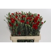 Dianthus Sp Pino