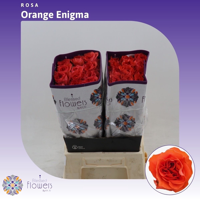 <h4>Rosa gr Orange Enigma</h4>