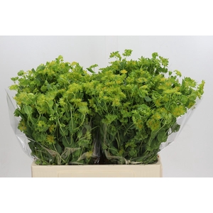 Bupleurum Griffithii