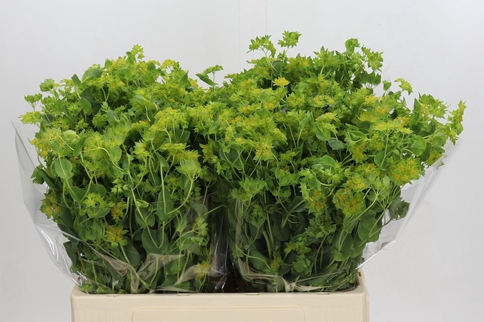 <h4>Bupleurum Griffithii</h4>