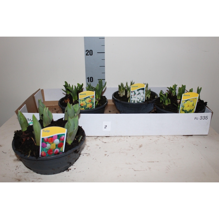 <h4>BOLBLOEMEN GEM</h4>