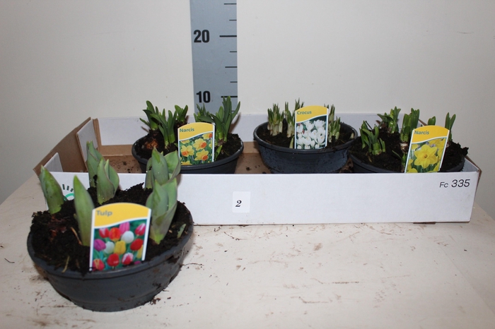 <h4>BOLBLOEMEN GEM</h4>