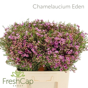 Chamelaucium Eden
