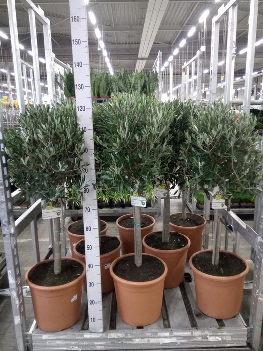 <h4>Olea europaea</h4>