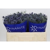 Eryngium Blue Dynamite