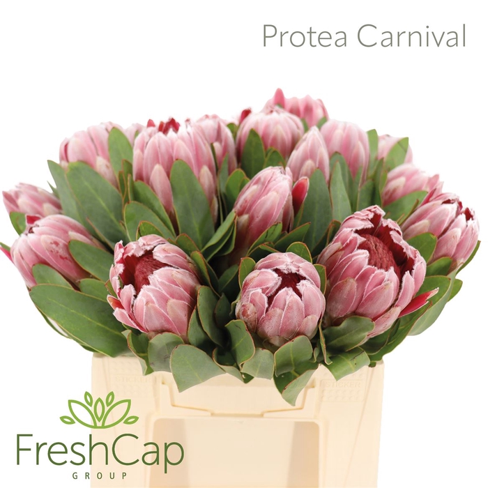 <h4>Protea Carnival</h4>