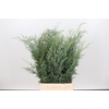 Cypresse Arizonica Glauca Gray  per Bunch