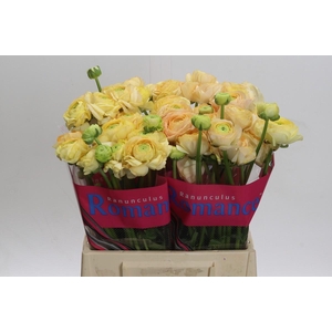 Ranunculus Romance Salerno
