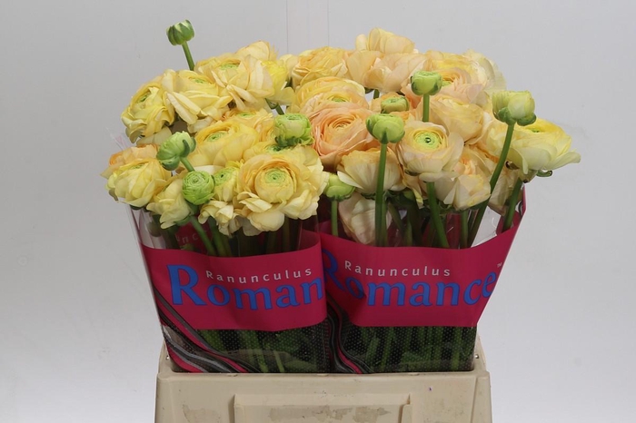 <h4>Ranunculus Romance Salerno</h4>