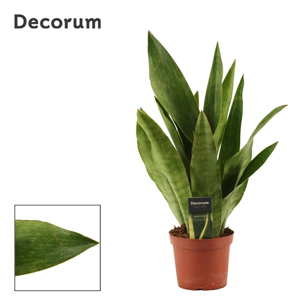 <h4>Sansevieria Aubrytiana Graylin 14 cm (Decorum)</h4>